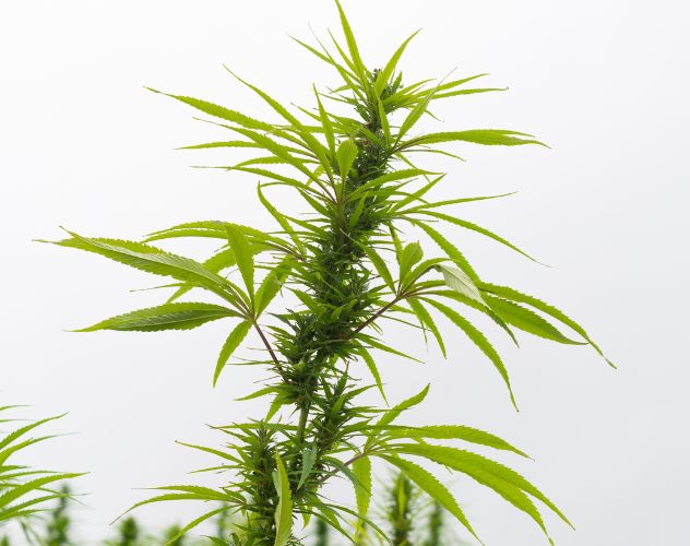 cultivated hemp plant