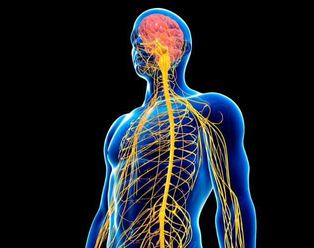 human nervous system skeleton