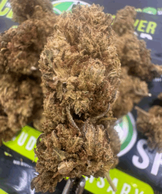 Gas Truffle Strain Outdoor Grown