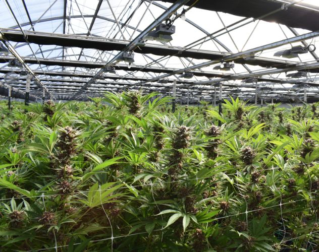 cbd flowers growing in a a greenhouse