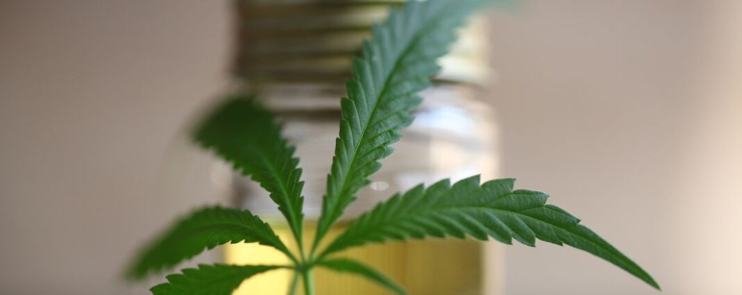 hemp leaf in front of out of focus pot of cbd oil in the background