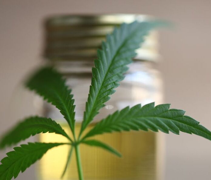 hemp leaf in front of out of focus pot of cbd oil in the background
