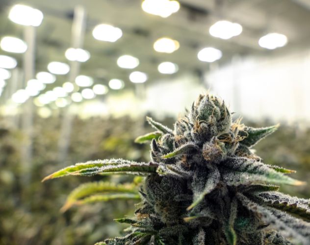 cbd flower grown indoors