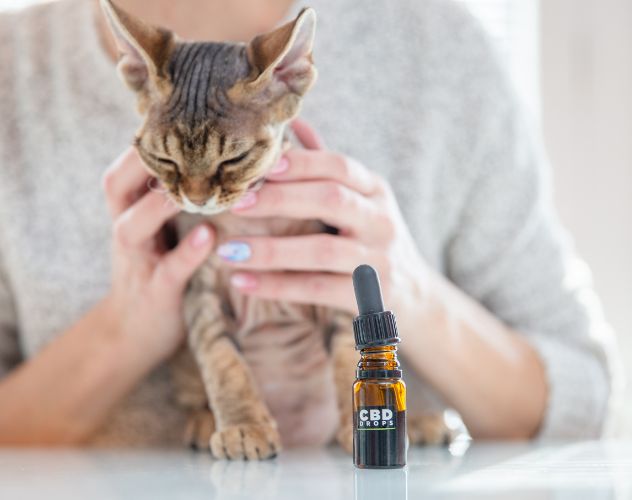 cbd oil drops in front of cat