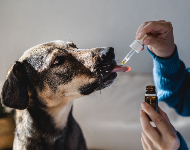 person administering cbd oil to a dog