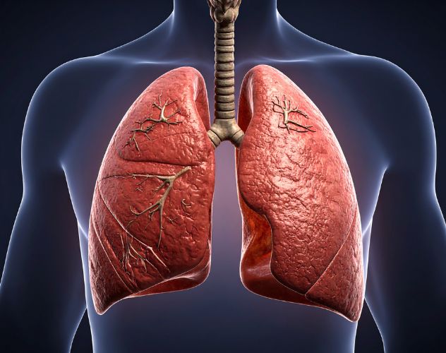illustration of human lungs