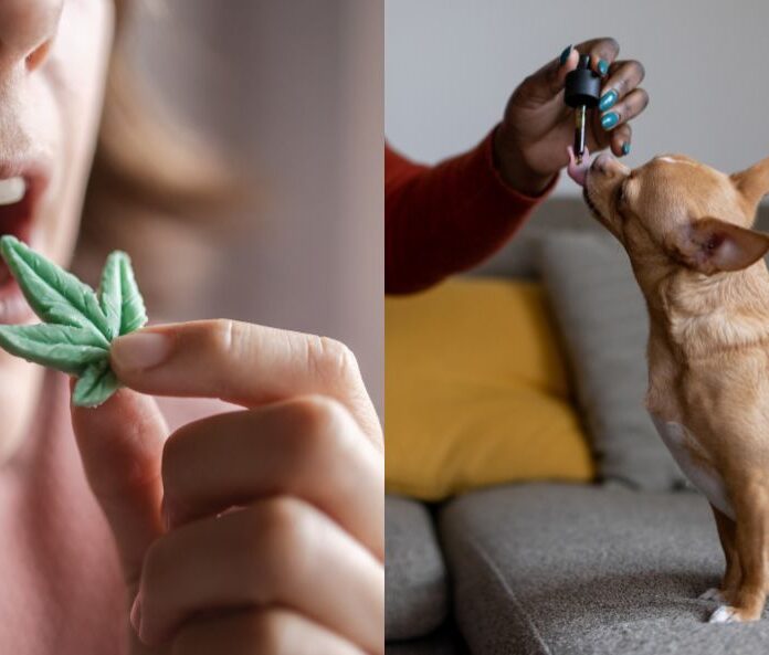 human taking cbd gummy compared to giving cbd oil to a dog