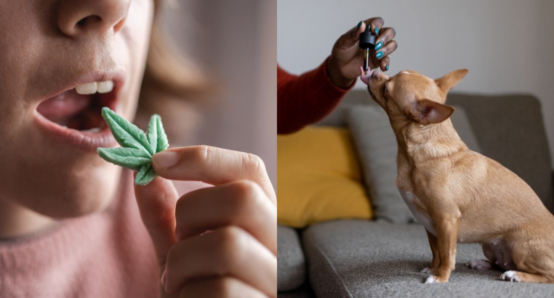 human taking cbd gummy compared to giving cbd oil to a dog