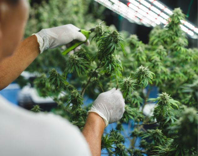 person cutting off hemp flowers