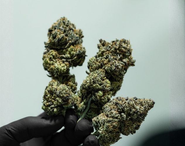 hand holding up three CBD flower buds