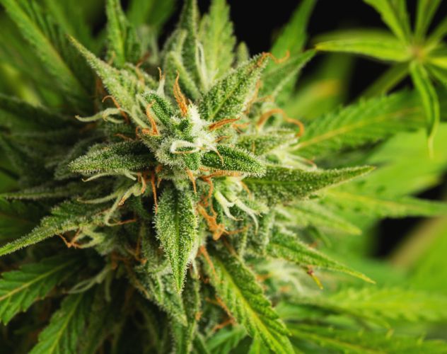 hemp flower plant with orange and white hairs