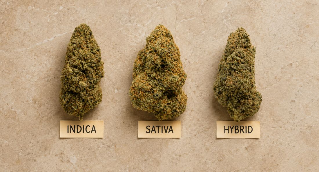 indica vs sativa vs hybrid cbd flower buds