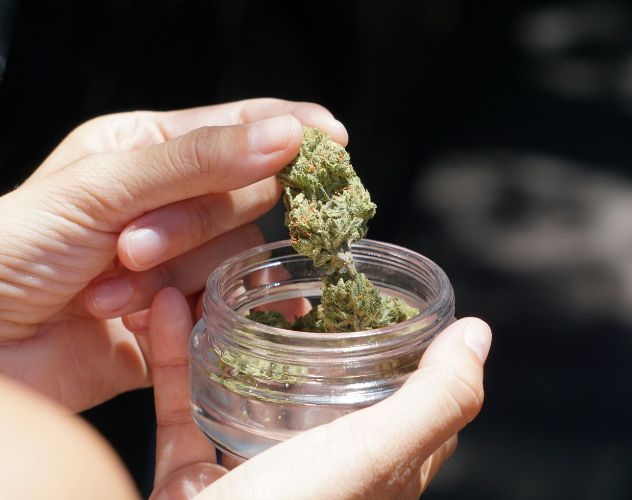 person looking at small CBD flower buds in a glass jar