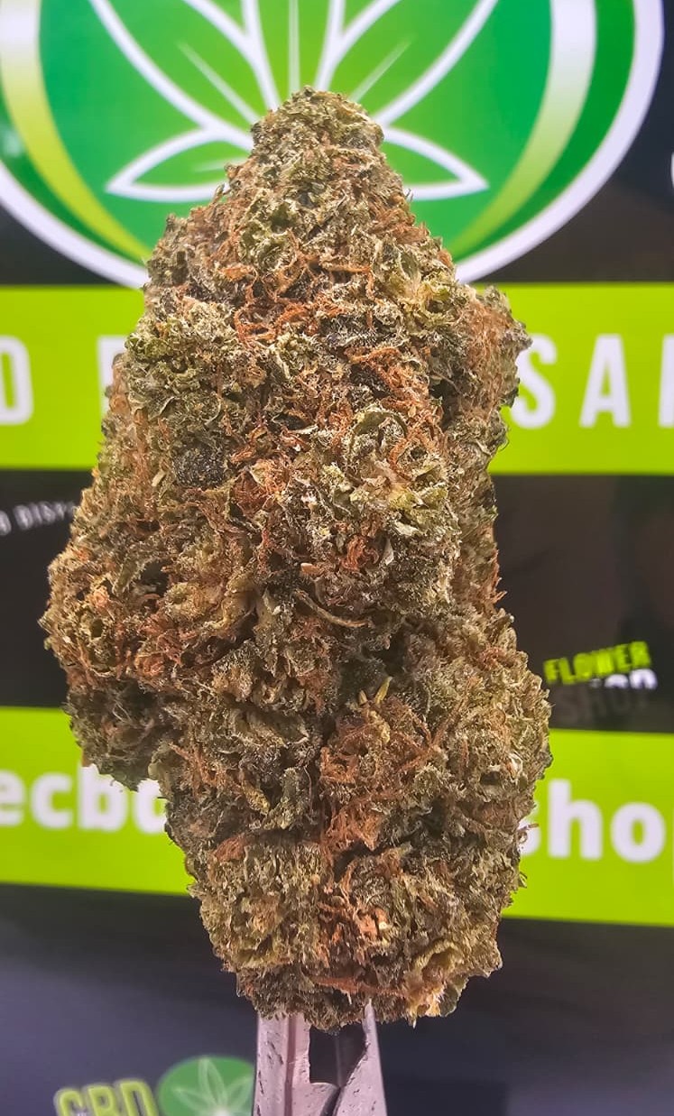 Gas Truffle CBD tea flower featuring dense, resin-rich green flowers with orange pistils and heavy trichome coverage, available from The CBD Flower Shop.