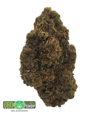 Master Kush greenhouse CBD tea flower featuring dense green flowers with orange pistils and visible trichome coverage from The CBD Flower Shop.