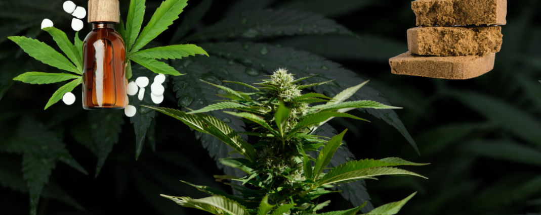 CBD oil vs flower vs hash