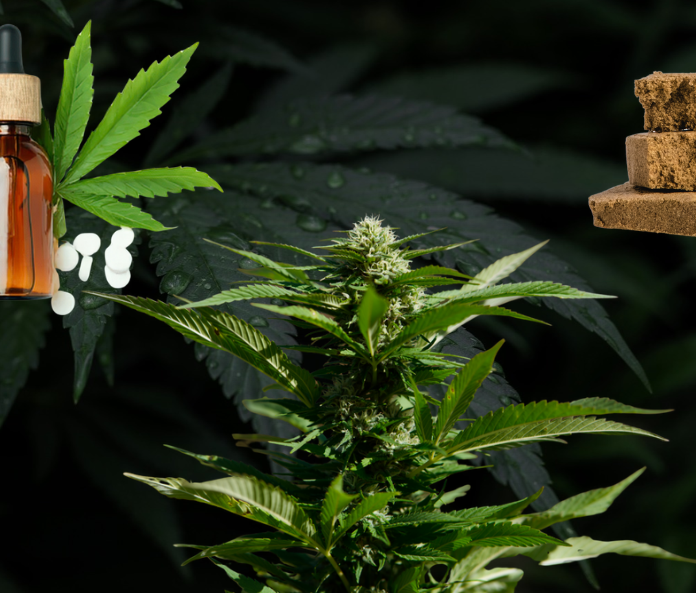 CBD oil vs flower vs hash