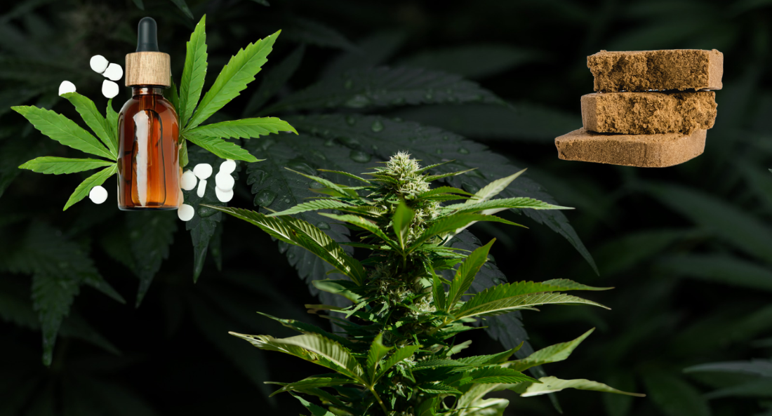 CBD oil vs flower vs hash