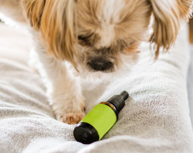 dog on bed with cbd oil