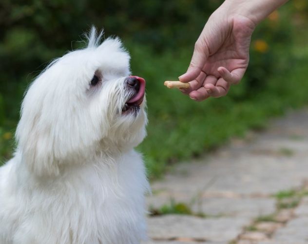 person given their dog a dog treat