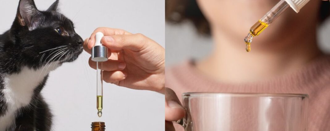 pet vs human cbd