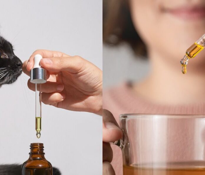 pet vs human cbd