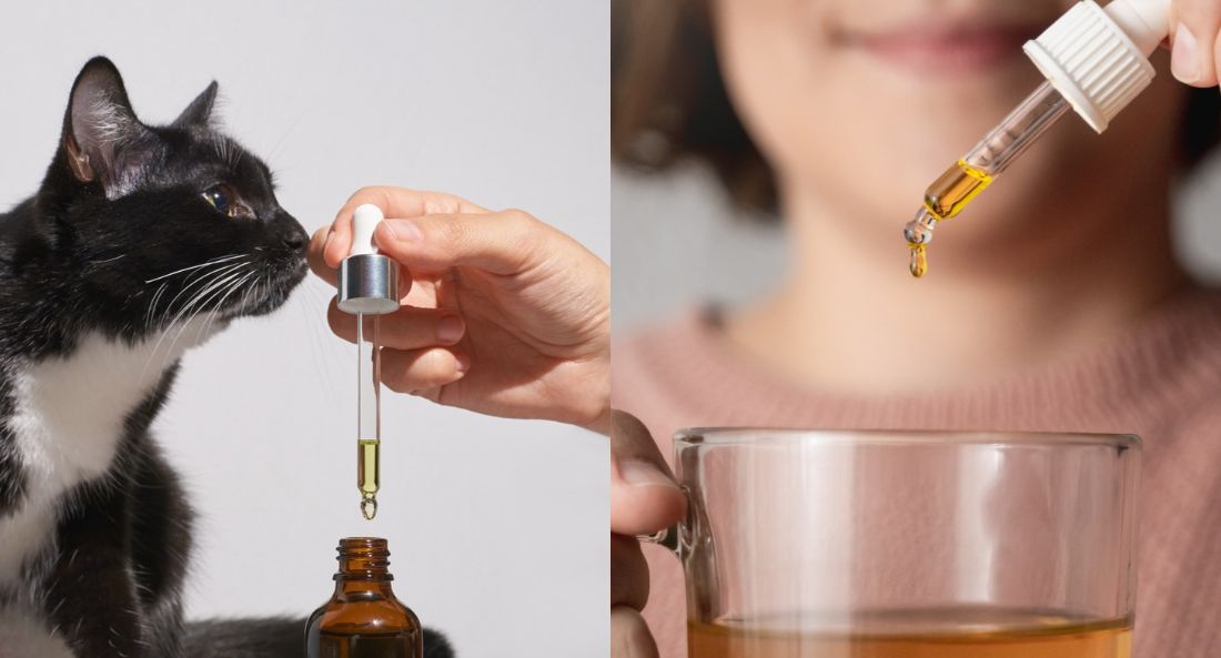 pet vs human cbd